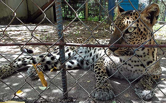 'Indochinese Leopard in Kampot Zoo' by Asienreisender